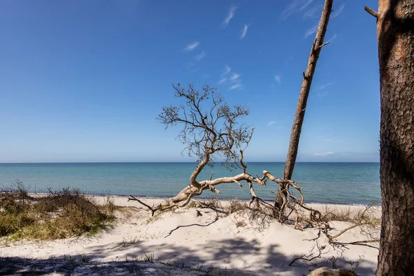 Östersjödagen på stranden — Stockfoto