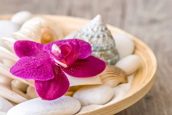 Still Life With Pink Orchid And Pebble — Stock Photo, Image