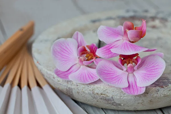 Flor de orquídea rosa Natureza morta — Fotografia de Stock