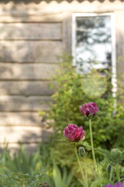 Pembe Gelincik Çiçeği Yakın plan