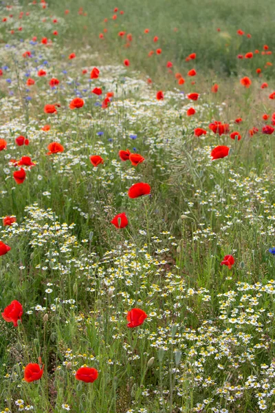 Campo estivo di fiori di papavero in Germania — Foto Stock