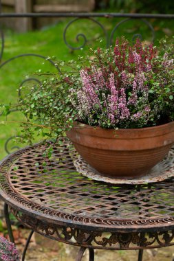 Bahçe köşkündeki eski demir bir masanın üzerinde Heather ile sonbahar natürmortu.