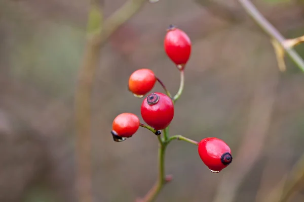 Gros Plan Une Belle Hanche Rose Rouge Parfaite Pour Une — Photo