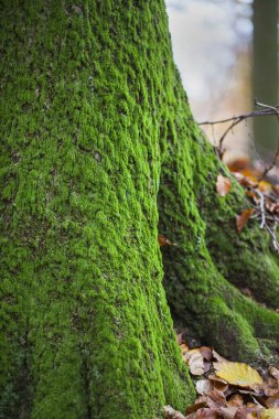 Yeşil Yosun Otomatik Yürüyüş İzlemesi