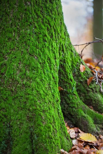 緑の苔の秋の散歩印象 — ストック写真