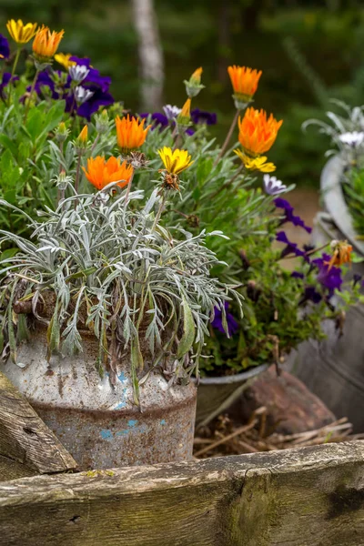 Shabby Chic Pots avec des fleurs — Photo