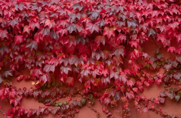 House Facade Covered Bright Red Maple Leaves Autumn Perfect Web — Stock Photo, Image