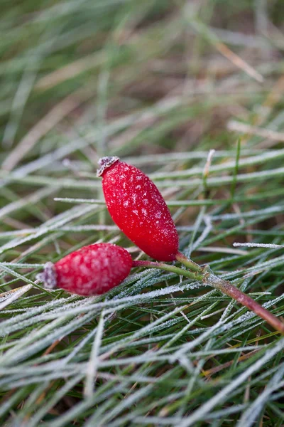 Frosty Rosebuds Impresión de otoño de invierno — Foto de Stock