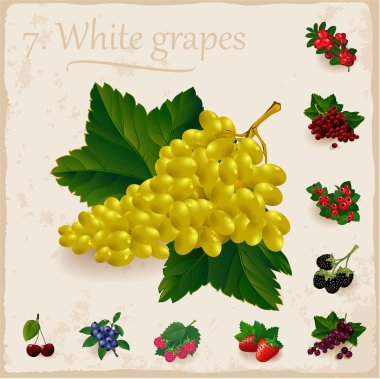 Vektör çilek vintage koleksiyonu. Beyaz üzüm