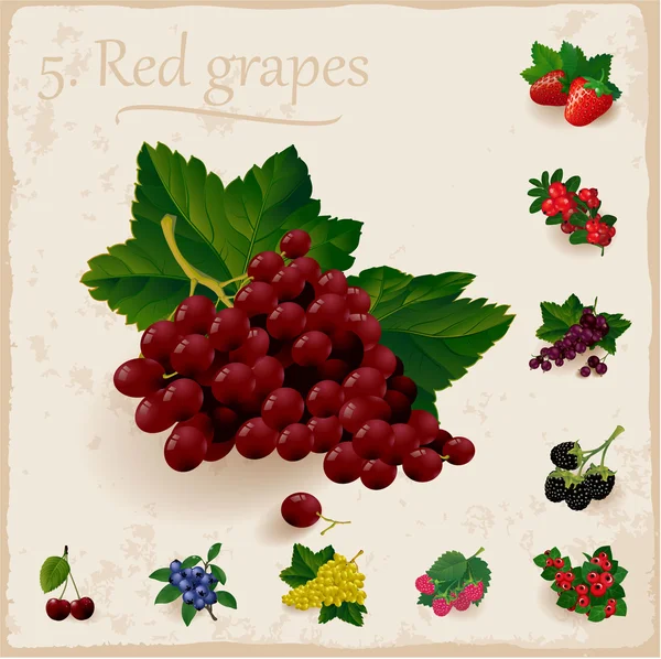 Vektor bogyók évjárat gyűjtemény. Vörös szőlő — Stock Vector