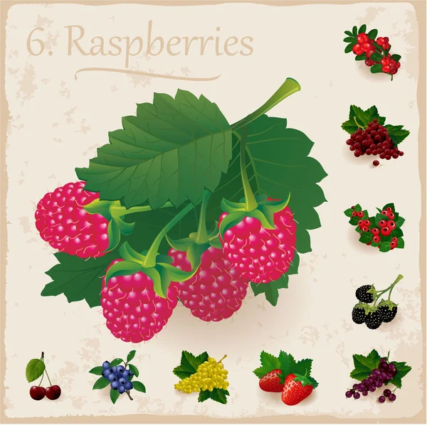 Koleksi vektor berry. Raspberry - Stok Vektor