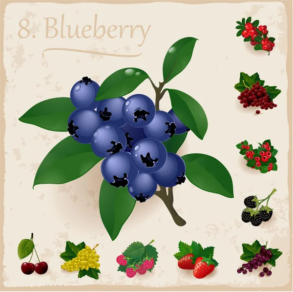 Vector berries vintage collection. Blueberry — Stock Vector