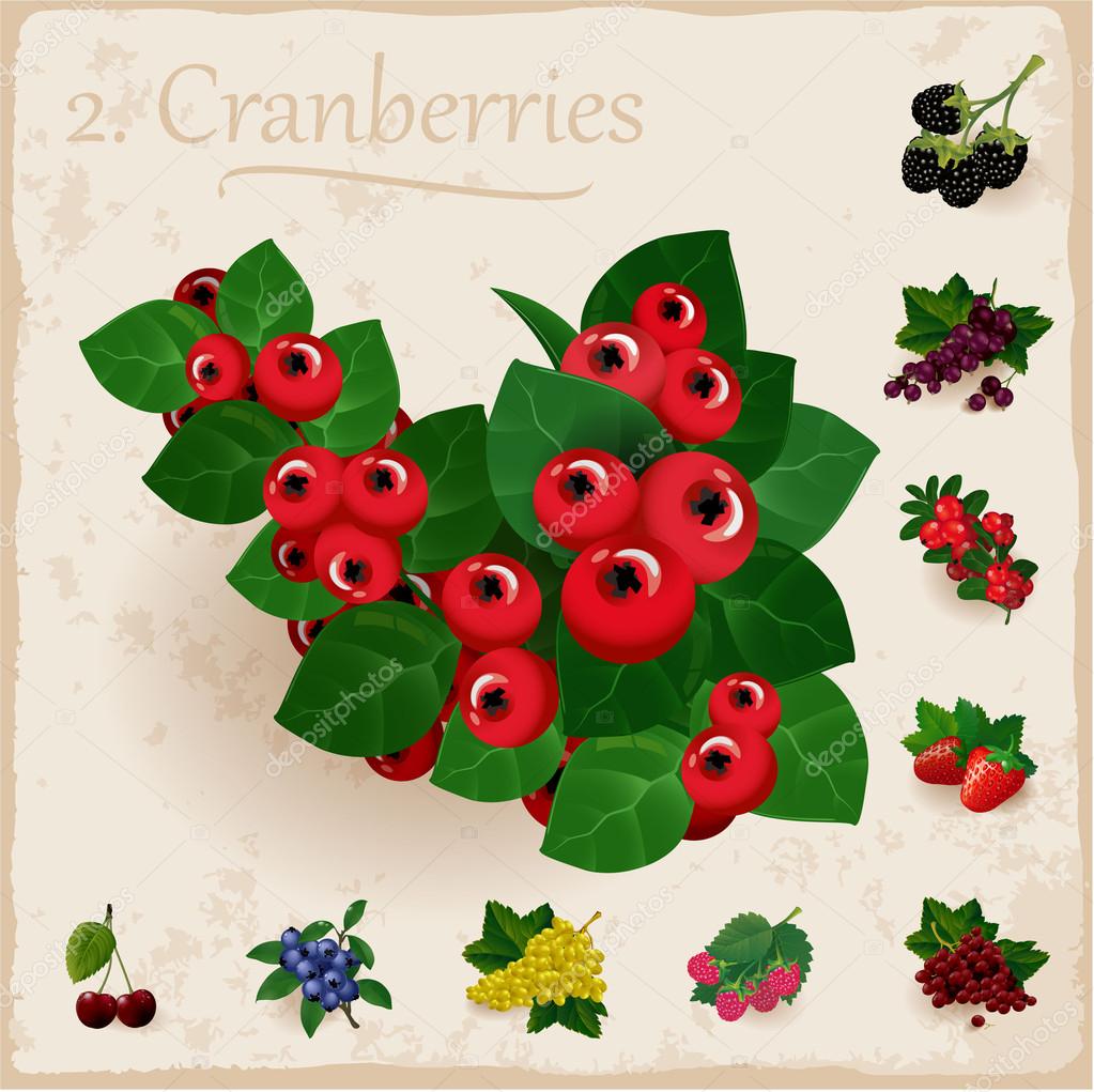 Vector berries vintage collection. Cranberries