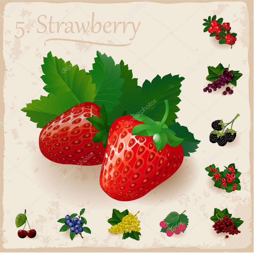 Vector berries vintage collection. Strawberry