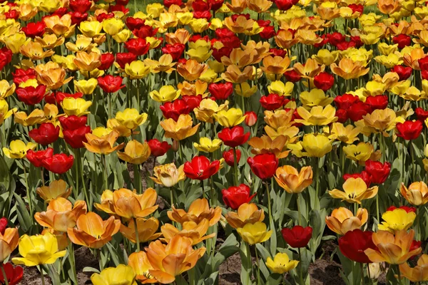 Mistura tulipa da Baixa Saxónia, Alemanha, Europa — Fotografia de Stock