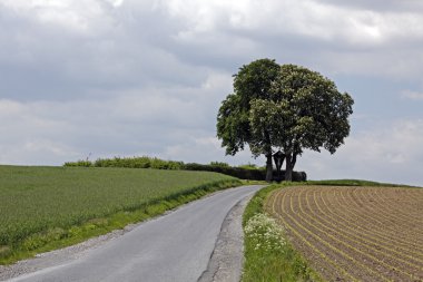 Blossoming horse chestnut  (Aesculus hippocastanum) with field in May, Bad Iburg, Osnabrueck country, Lower Saxony, Germany, Europe clipart