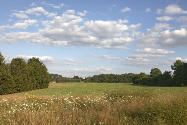 Épaule de champ avec fleurs sauvages dans le pays d'Osnabrueck, Basse-Saxe, Allemagne — Photo