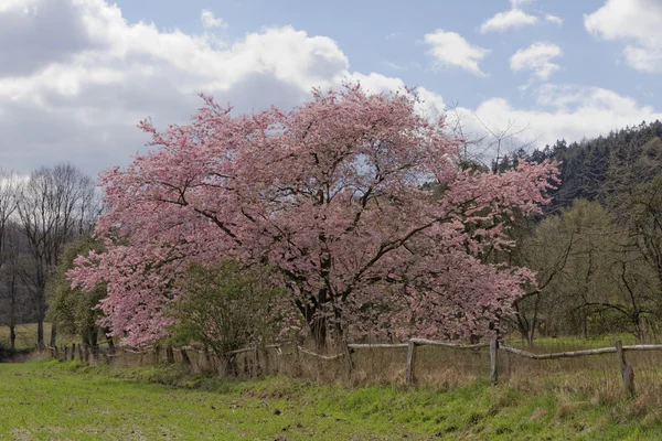 Japanska körsbärsträd på våren, med Teutoburgerskogen i bakgrunden, Niedersachsen, Tyskland, Europa — Stockfoto
