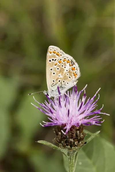 Polyommatus icarus, Common Blue butterfly from Lower Saxony, Germany — Stock Photo, Image