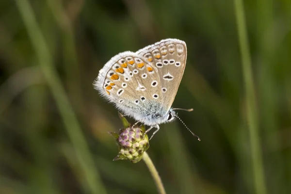 Polyommatus icarus, papillon bleu commun de Basse-Saxe, Allemagne — Photo