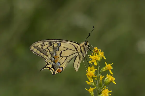 Papilio machaon, otakárek butterfly z Dolní Sasko, Německo — Stock fotografie