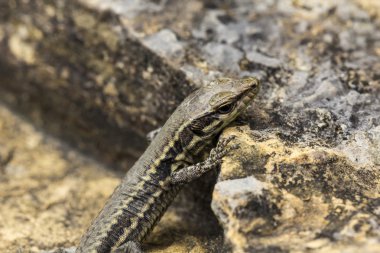 Podarcis muralis, Almanya 'dan yaygın duvar kertenkelesi.