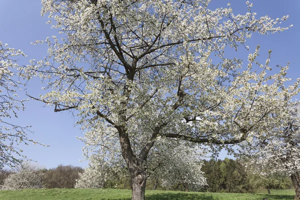 Manzano en primavera, Holperdorp, Alemania — Foto de Stock