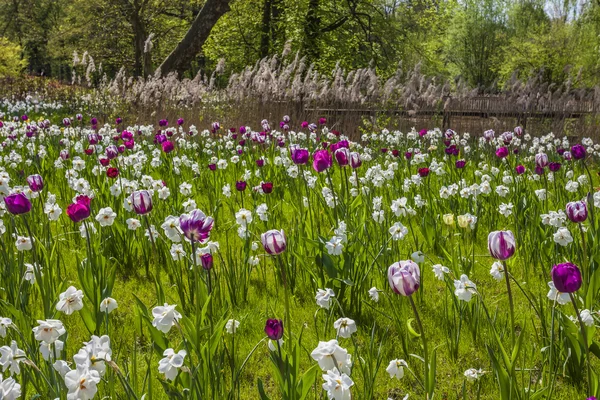 Весенний цветочный луг с тюльпанами и лилиями в Нижней Саксонии — стоковое фото
