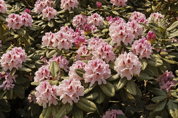 Rhododenron blüht im Frühling, Deutschland, Europa — Stockfoto