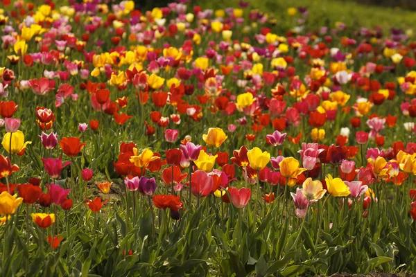 Тюльпановое поле в Нижней Саксонии, Германия — стоковое фото