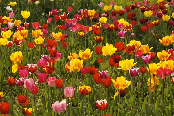 Tulipánové pole v Dolním Sasku, Německo — Stock fotografie