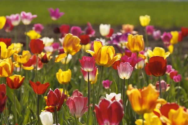 Tulipánové pole v Dolním Sasku, Německo — Stock fotografie