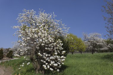 Kiraz çiçek açması ağaç ve Manolya ağacı Aşağı Saksonya, Almanya