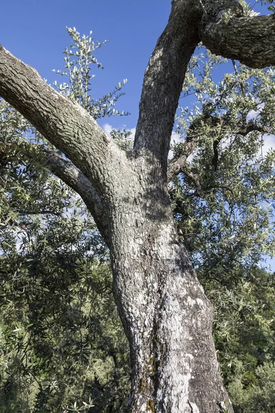 Anchiano, district of Vinci, olive tree, Tuscany, Italy, Europe — Stock Photo, Image