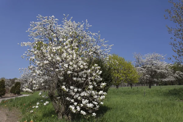 Bloei cherry tree en magnoliaboom in Nedersaksen — Stockfoto