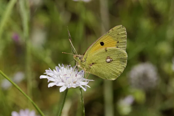 Colias 大黄鱼，黑暗笼罩黄色共同云豹黄色 — 图库照片