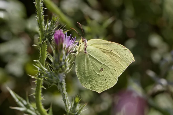 Gonepteryx cleopatra, Cleopatra, Cleopatra butterfly — Stock Photo, Image