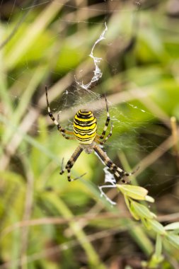 Argiope bruennichi, Wasp örümcek Aşağı Saksonya, Almanya