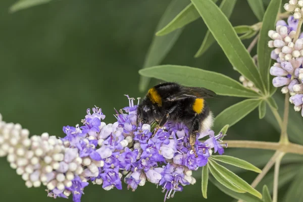 Bombus terrestris, Buff-tailed bumblebee, Large earth bumblebee on Vitex agnus-castus, Chaste tree, Chasteberry, Abraham's Balm, Monk's pepper — Stock Photo, Image