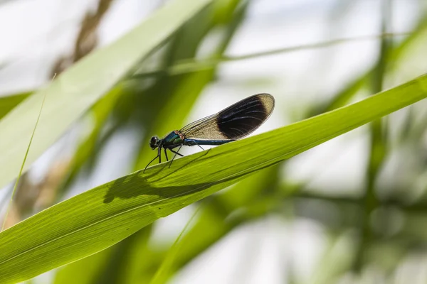 Calopteryx splendens, Świtezianka, mężczyzna ważki z dolnej Saksonii, Niemcy — Zdjęcie stockowe