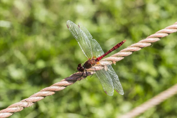 Sympetrum sanguineum, Blodröd ängstrollslända, dragonfly från Tyskland — Stockfoto