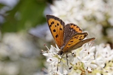 Lycaena phlaeas, Avrupa'dan, küçük bakır ortak adları çoğu Amerikan bakır, ortak bakır