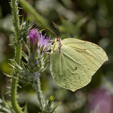Gonepteryx Kleopatra, Kleopatra, Kleopatra Corsica, Fransa, Güney Avrupa'dan kelebek