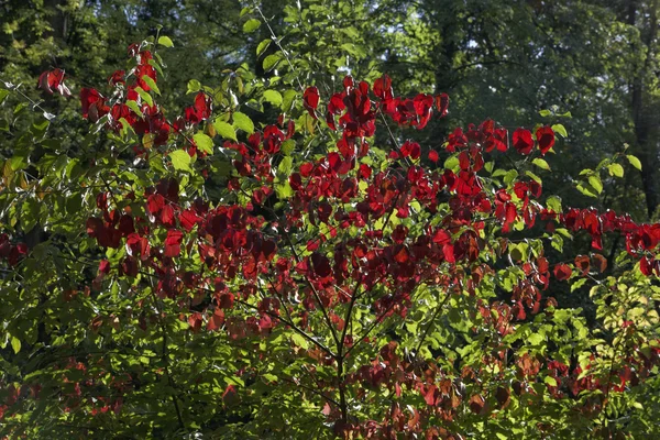 Autumn bush with red red and green leaves — Stock Photo, Image