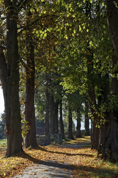 Вапно grove восени в Нижній Саксонії, Німеччина, Європа Ліцензійні Стокові Фото