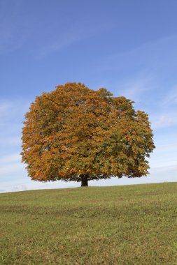 Horse chestnut tree (Aesculus hippocastanum) Conker tree in autumn, Lengerich, North Rhine-Westphalia, Germany, Europe