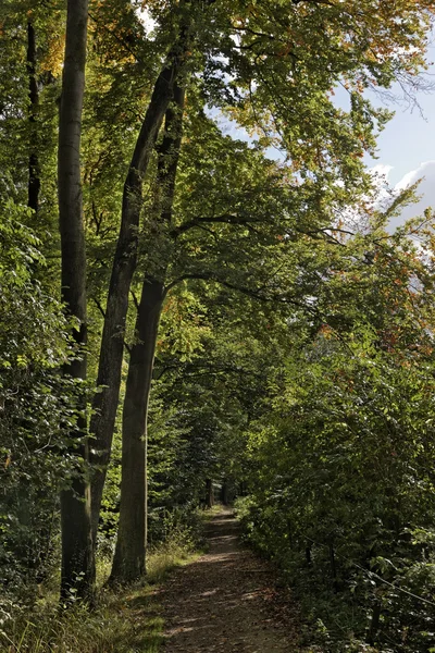 Forest track with beech trees in autumn, Germany — Stock Photo, Image