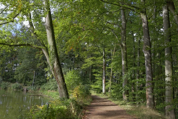 Erdei ösvényen a beeches ősszel, Alsó-Szászország, Németország — Stock Fotó