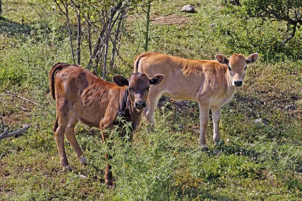 Young calves near Belgodere, N197 (Nebbio region), Corsica, France — Stock Photo, Image