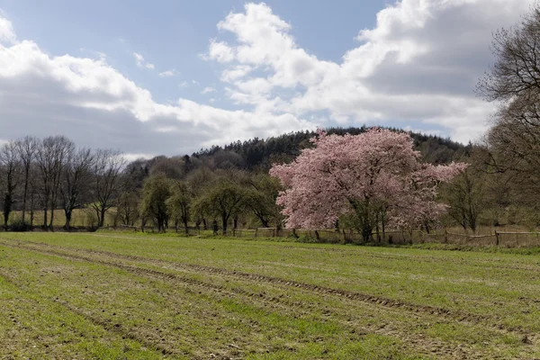 Japanska körsbärsträd på våren, med Teutoburgerskogen i bakgrunden, Niedersachsen, Tyskland, Europa Royaltyfria Stockfoton